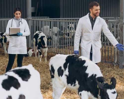 Veterinary at the farm walking in cowshed checking the cows