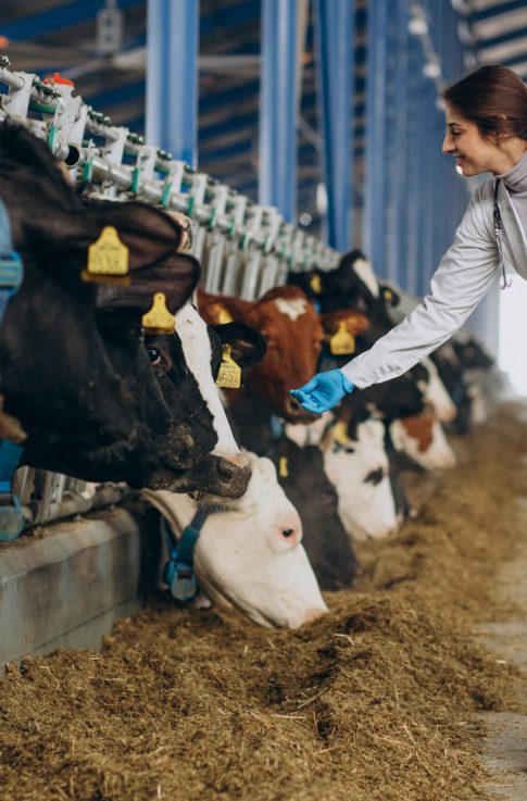 Veterinary in lab robe standing at cowshed
